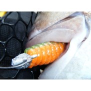 Chomp Green Orange Grub